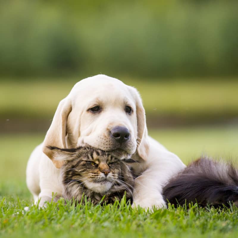 Kat en hond in een gezellige knuffel verstrengeld