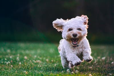 Een hond springt blij rond in een grasveld.