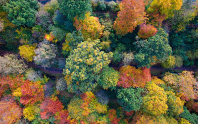 Luchtfoto van bomen