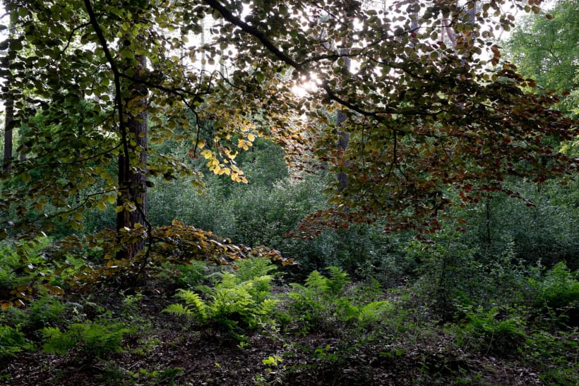 Een zicht in een dicht bos