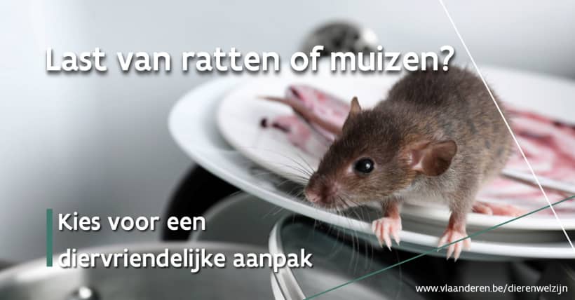 Een muis op een berg afwas met tekst 'Last van ratten of muizen?'. Kies voor een diervriendelijke aanpak