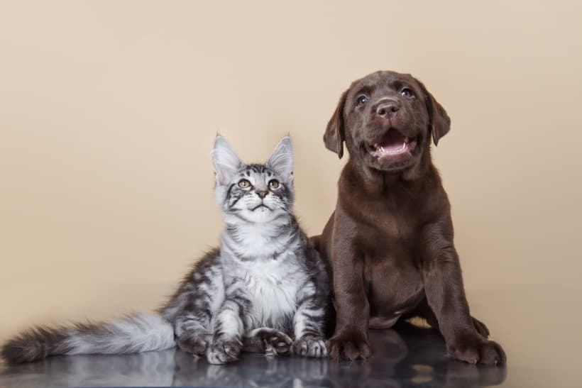 Kitten en pup zitten naast elkaar.